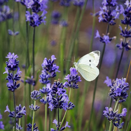 Cabbage butterfly