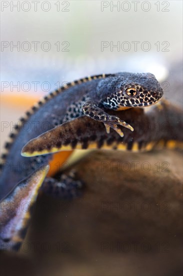 Alpine newt