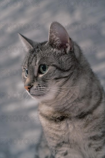 European shorthair felidae