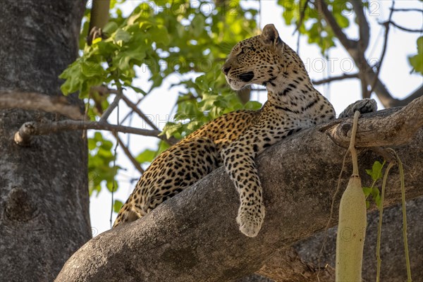 African leopard