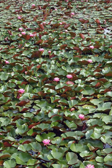 Americal white waterlily