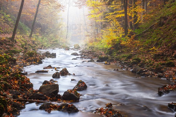 Zellerache flows through autumn forest in morning mist