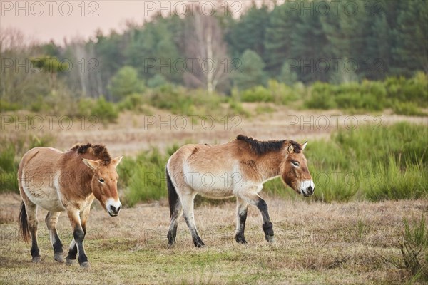 Przewalski's horse