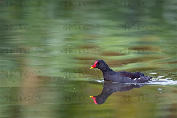 A moorhen reflected on the water surface