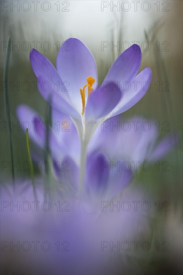 Early Crocus