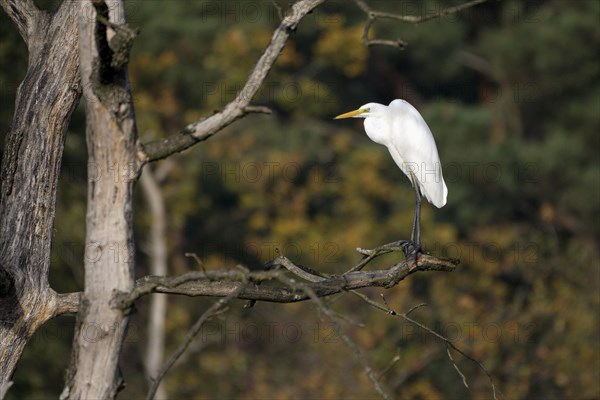 Great egret