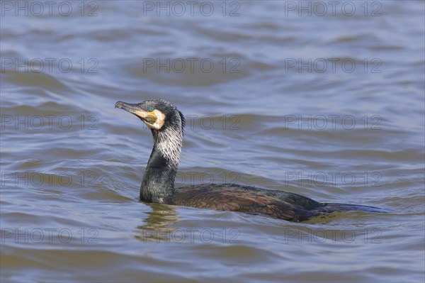 Great cormorant