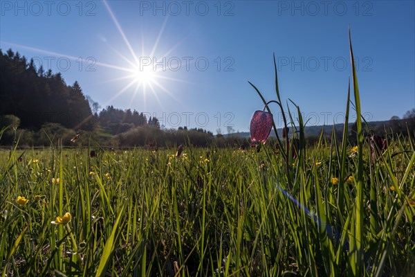 Snake's head fritillary