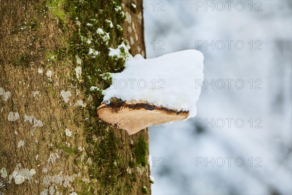 Tinder fungus