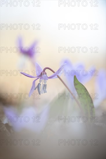 Flowering dog's tooth violet