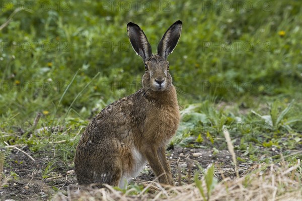 European hare