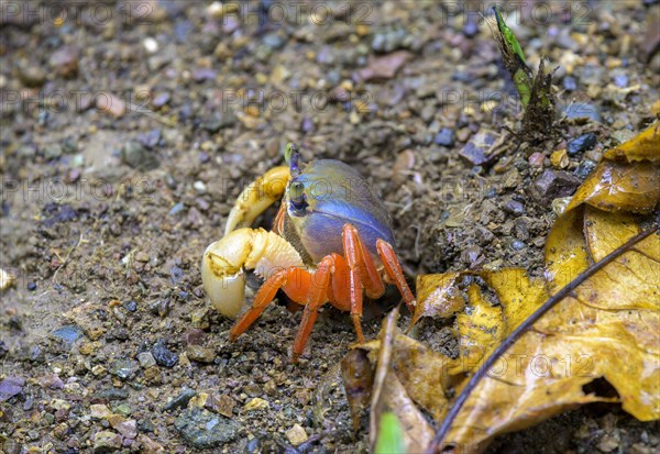 Red land crab