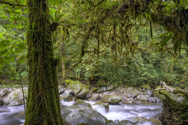 Forest on the Rio Savegre