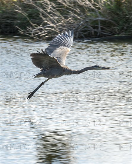 Great blue heron