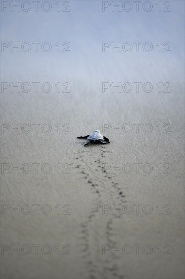 Newly hatched olive ridley sea turtle