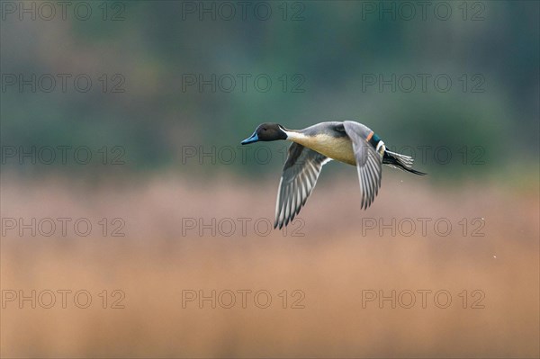 Male of Northern Pintail