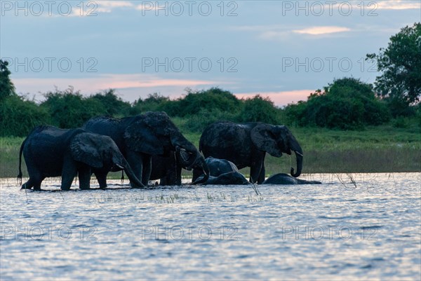 African elephant