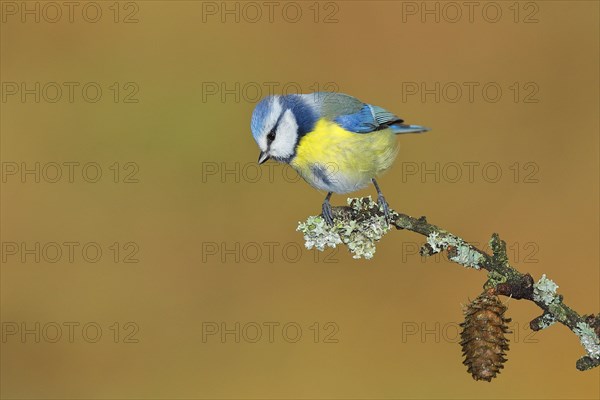 Blue tit