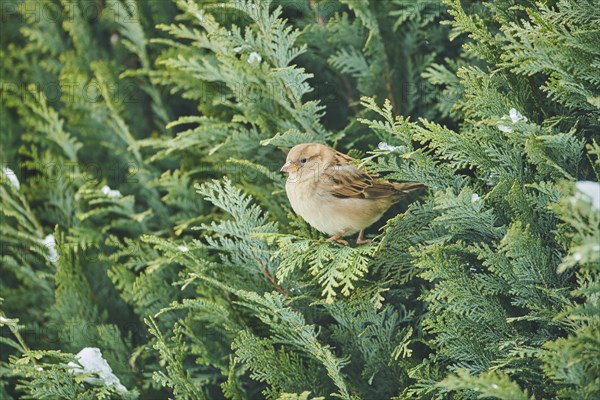 House sparrow