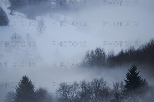 Fog lying in the forest in a valley