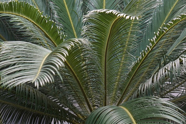 Sago palm