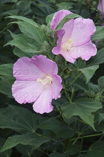 Rose mallow