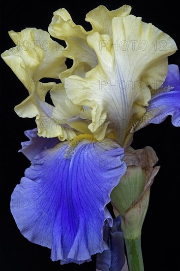 Bearded iris