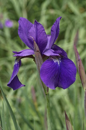 Siberian Iris