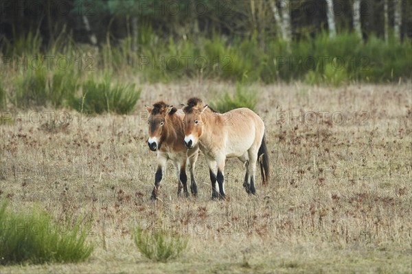 Przewalski's horse