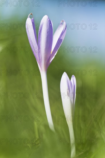 Meadow saffron