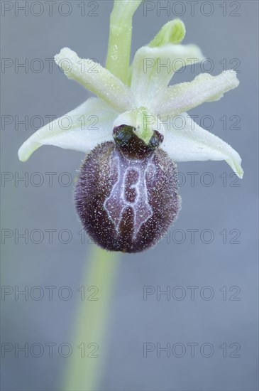 Black ophrys