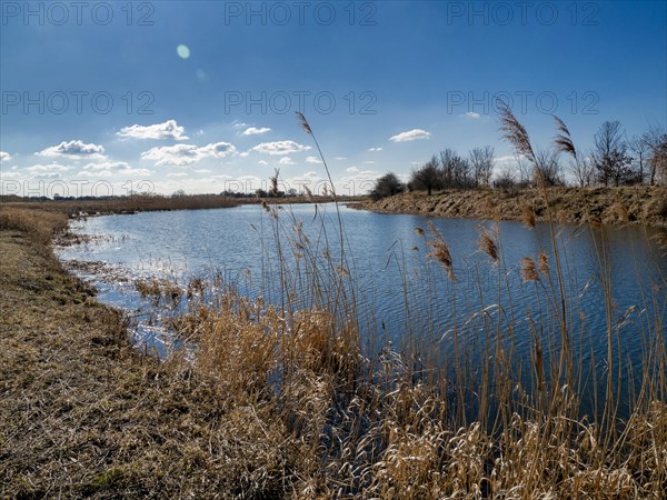 Common reed