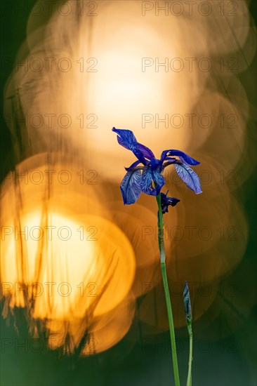 Siberian iris