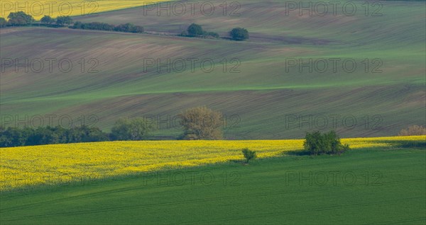 Beautiful and colorful abstract landscape