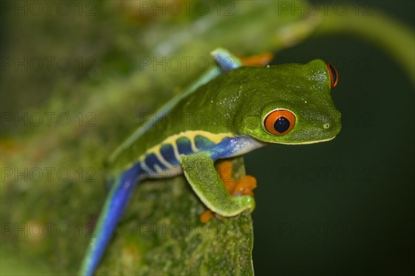 Red-eyed tree frog