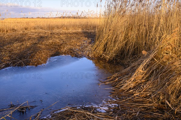 Winter landscape at the Duemmer with reeds and thatch