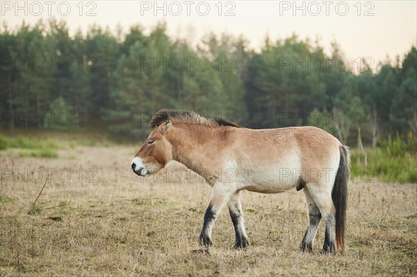 Przewalski's horse