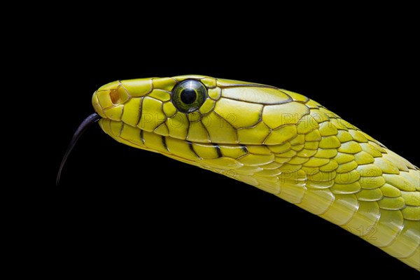 Western green mamba