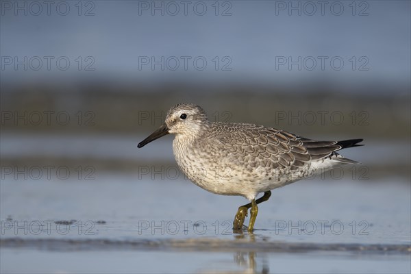 Red knot