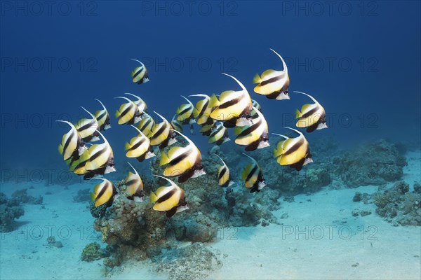 Shoal of red sea bannerfish