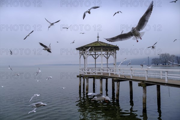 Seagulls flying