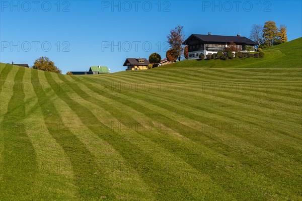 Alpine pasture and mown meadow