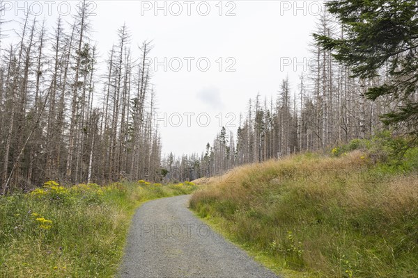 Large areas affected by forest dieback