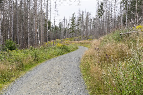 Large areas affected by forest dieback