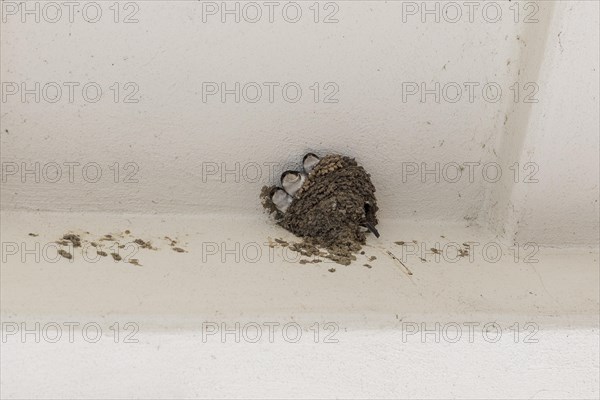 3 young common house martins