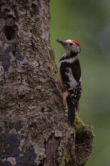 Middle spotted woodpecker