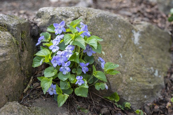 Flowering wood violet