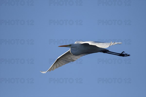 Great egret