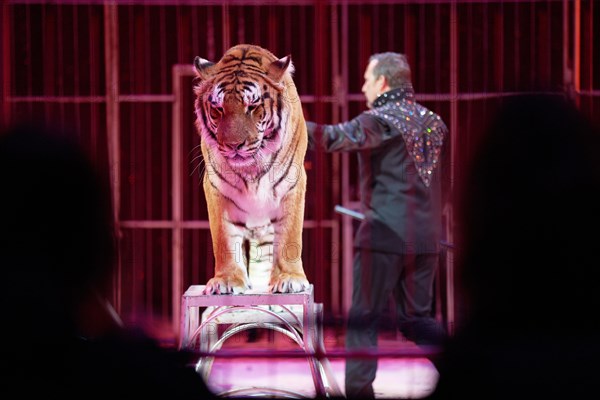 Moscow Circus. Siberian Tigers