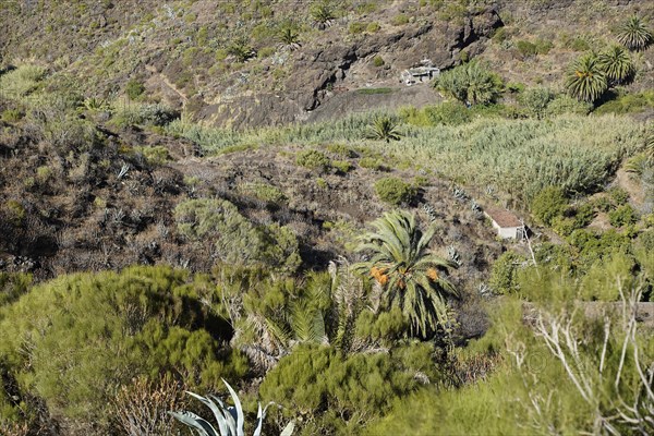 Mountain Village Masca In the Teno Mountains